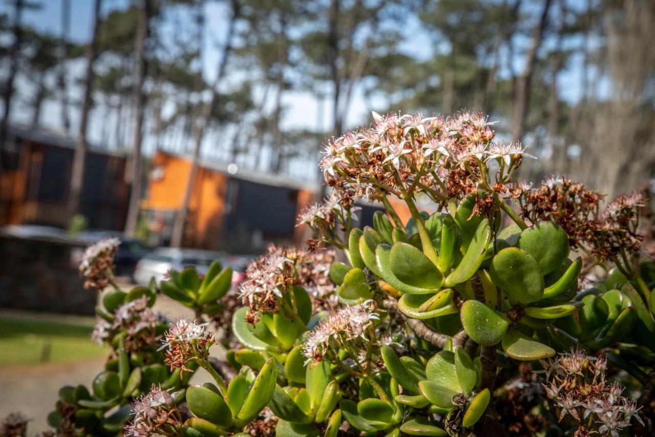 Bungalow B9 - Nature, Beach & River Fão エクステリア 写真